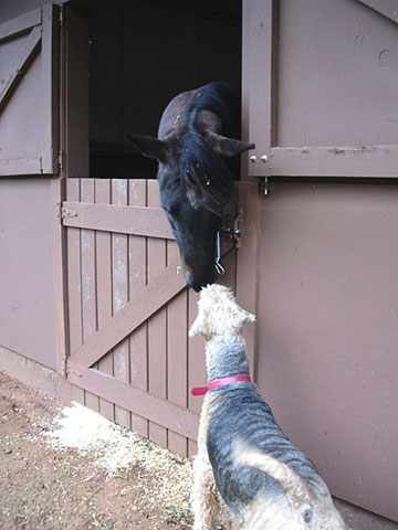 Beu nuzzling horse