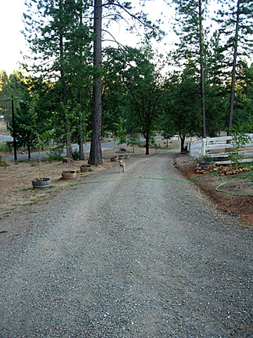 Beau walking up driveway