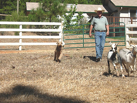 Chip and goats